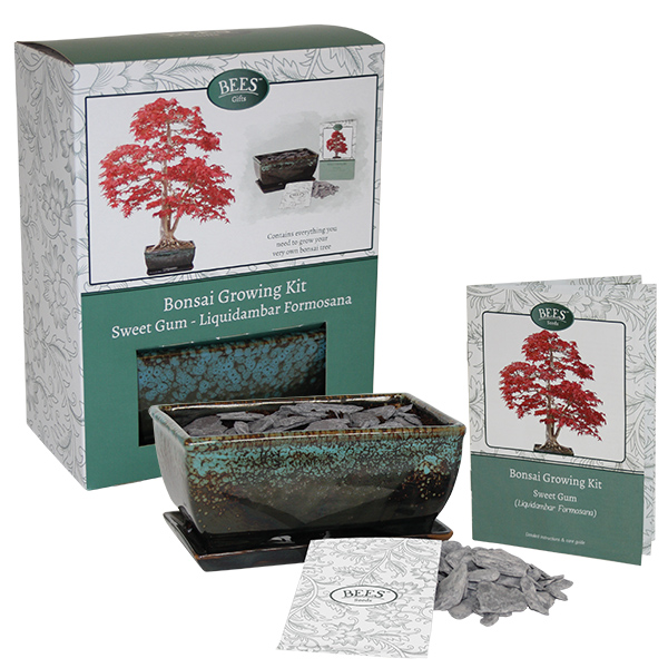 Grow Your Own Bonsai Set - Olive